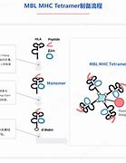 包含mbl区块链用语什么意思的词条